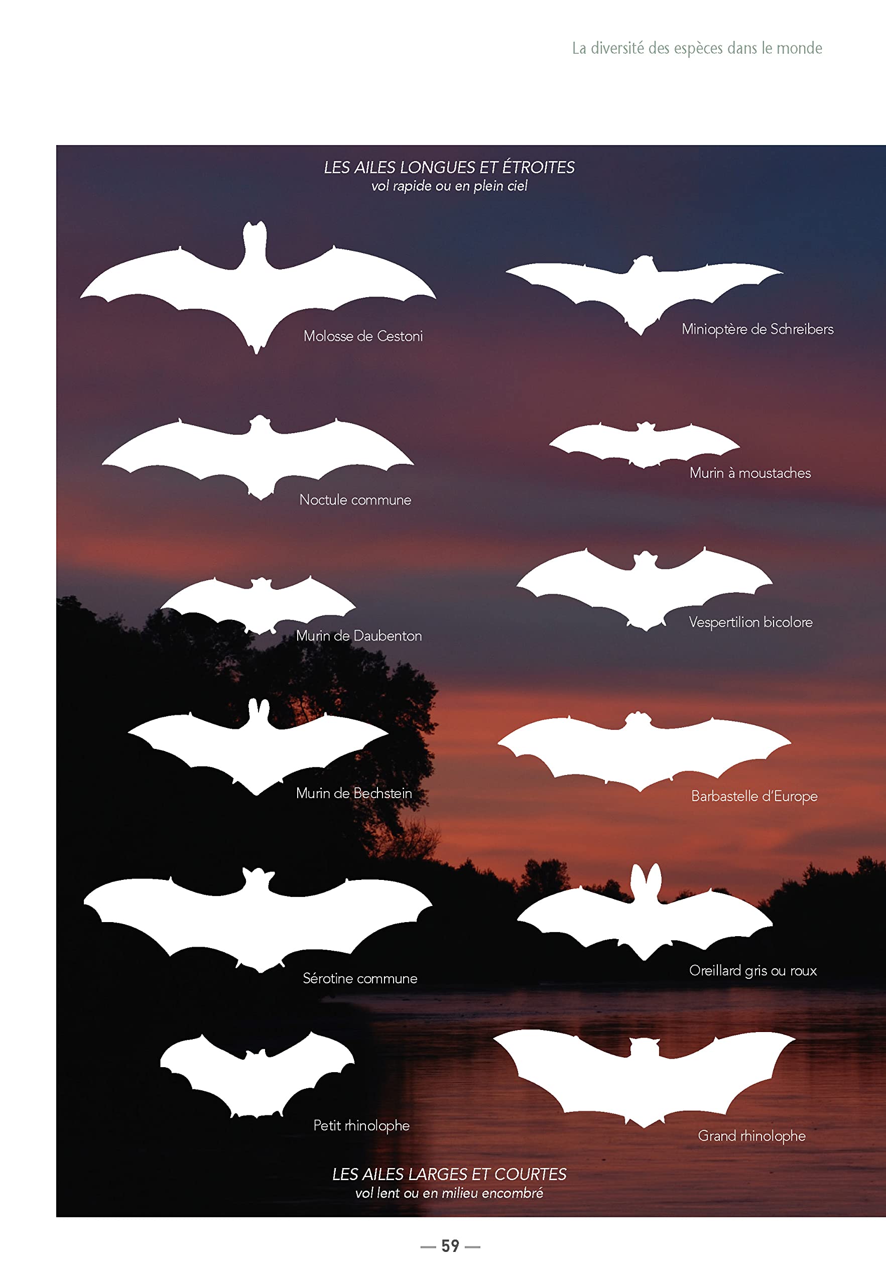 Les Chauves-Souris de France, Belgique, Luxembourg et Suisse - 3eme edition