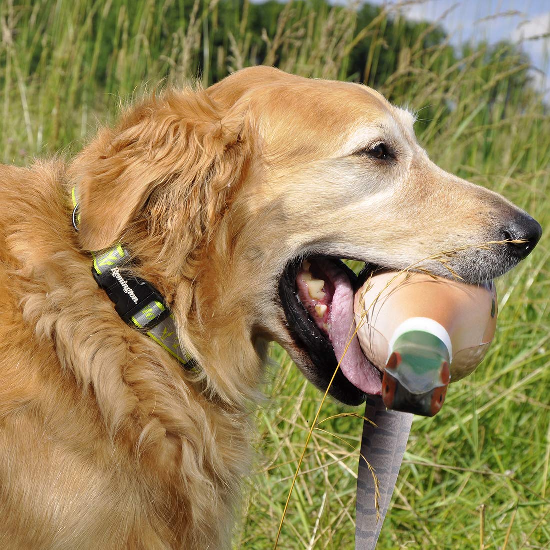 Remington Pheasant Large Foam Dog Trainer Desertcart INDIA