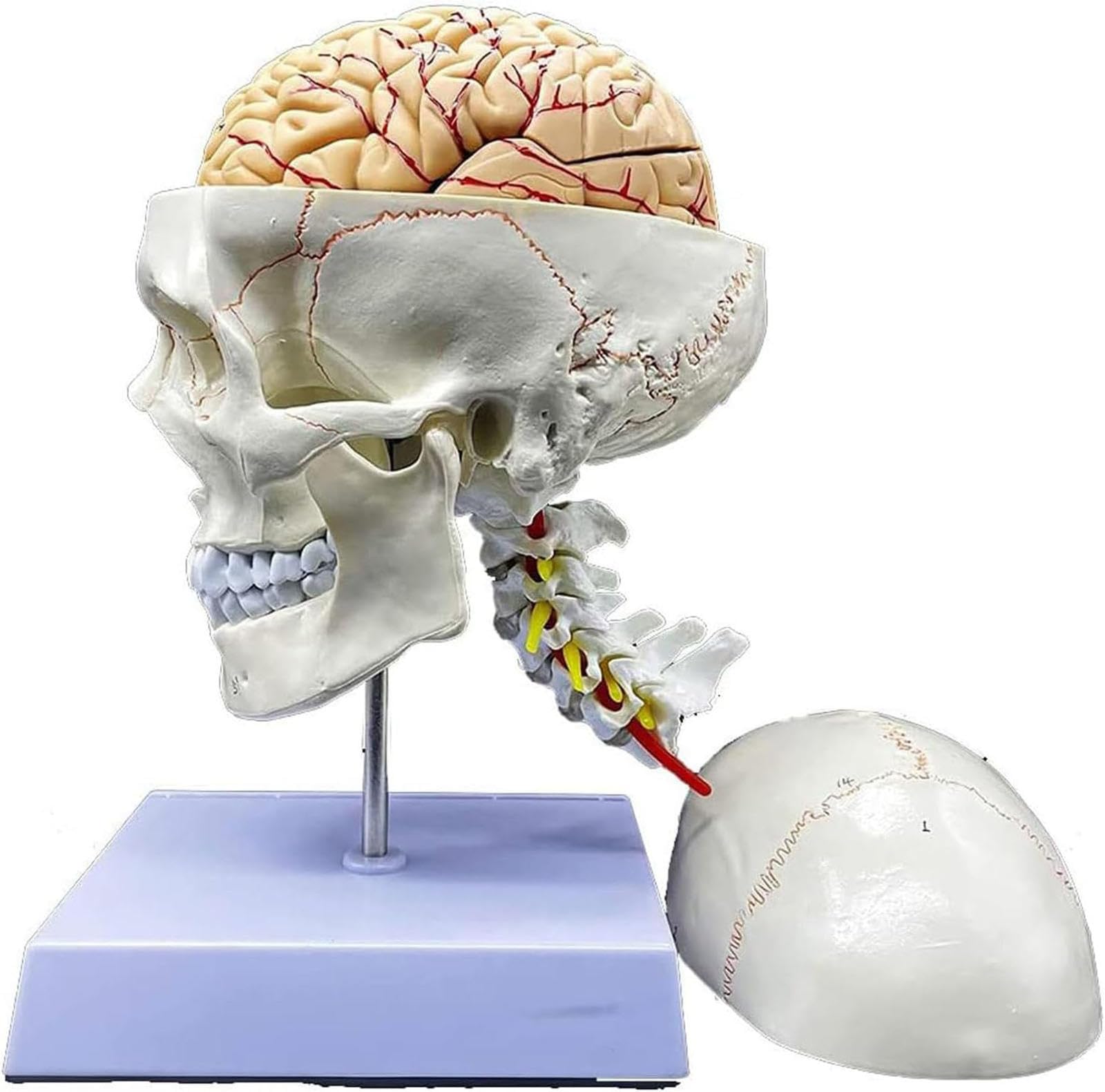 Modèle anatomique de crâne et cerveau humains AMITD avec vertèbres cervicales pour étude