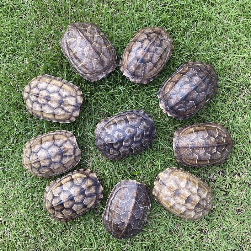 Natural Turtle Shell, Real Animal Bones Specimen Collection Animal Taxidermy for Home Decoration Special Gifts (5)