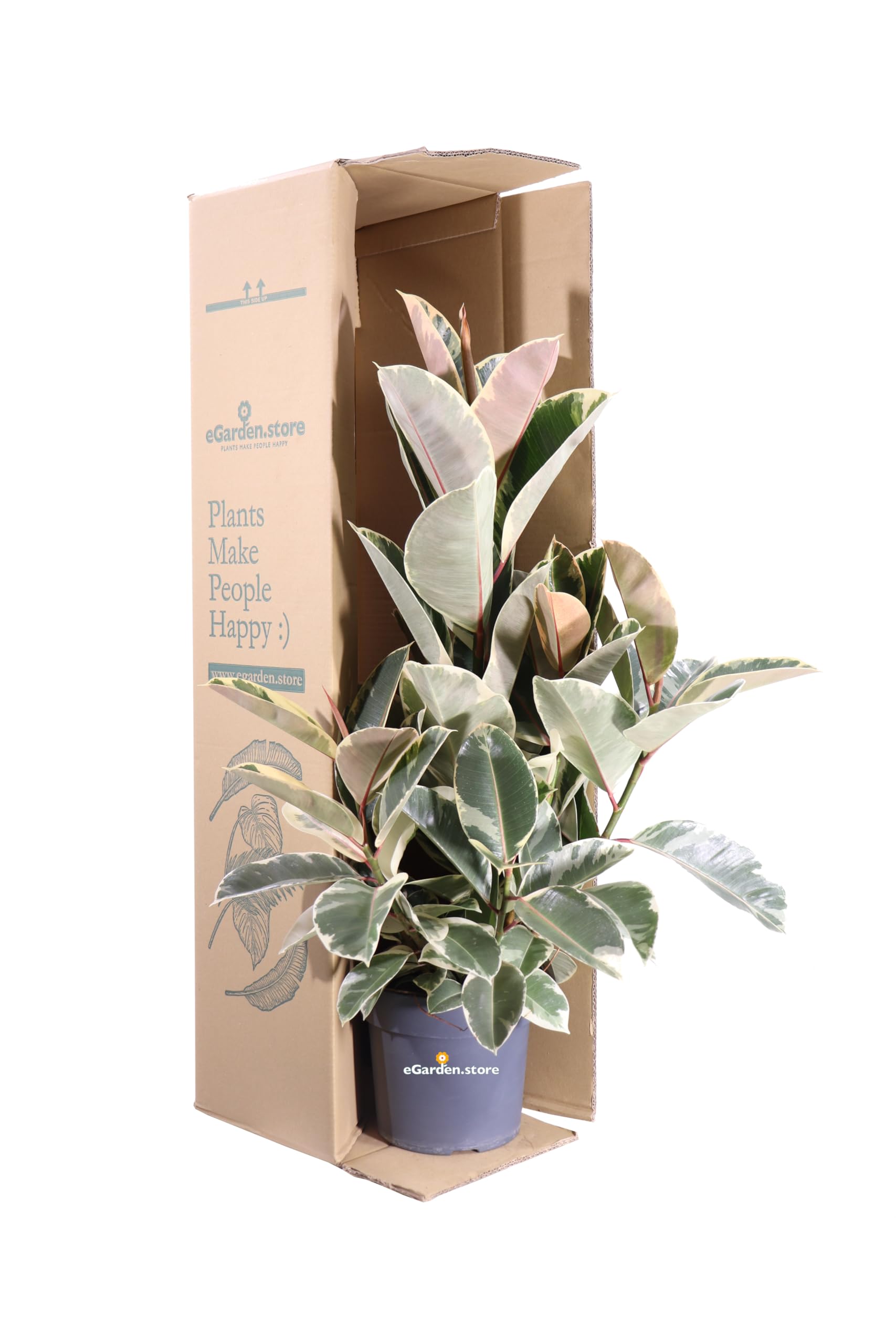 Pianta di Ficus Elastica Tineke pianta da interno pianta da appartamento pianta ornamentale di Ficus Elastica pianta vera di Ficus Elastica Tineke venduta da eGarden.store (Vaso 25 cm)