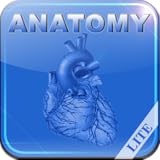 Human Anatomy - Internal Organs and Vessels Lite