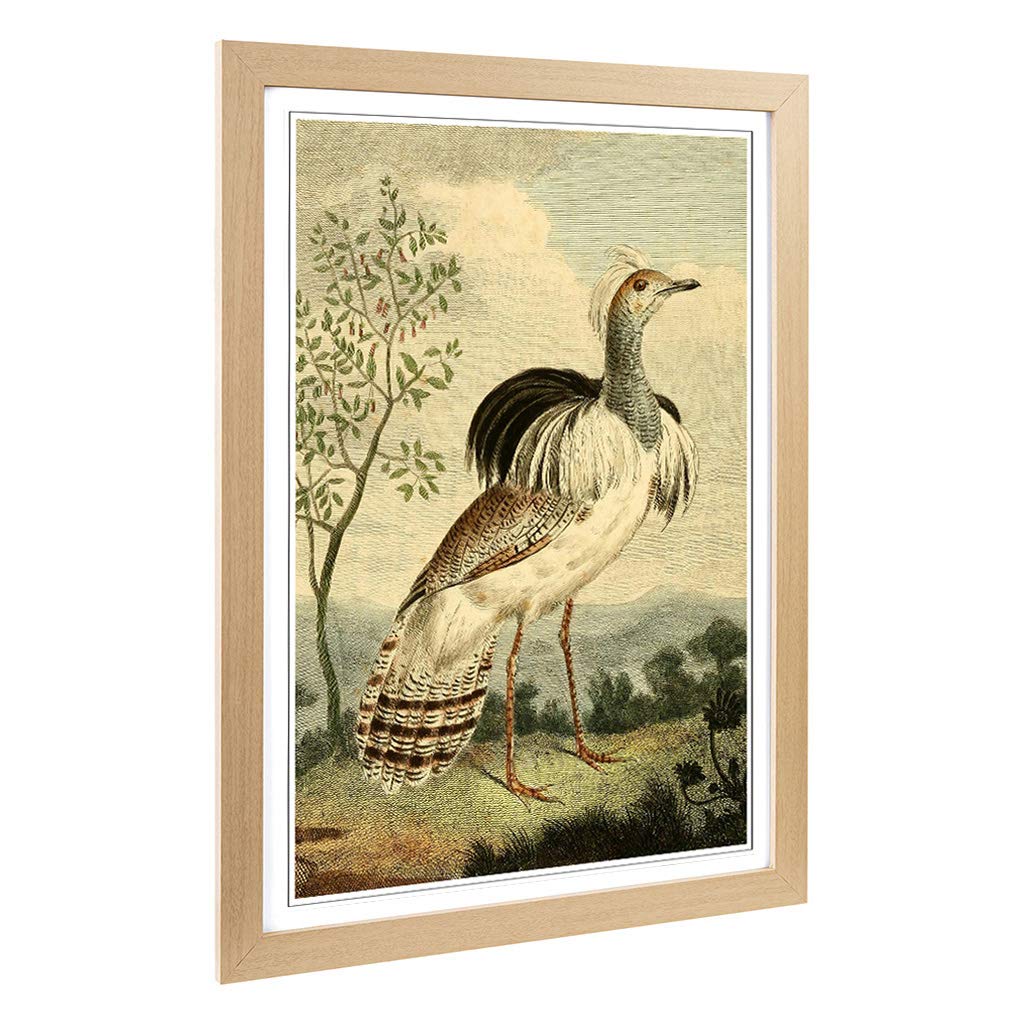 Big Box Art Framed Print of Vintage Charles R Ryley Ruffed Bustard Design | Wall Art Picture | Home Decor for Kitchen, Living Room, Bedroom, Hallway, Oak, A2 / 24.5x18 Inch / 62x45cm