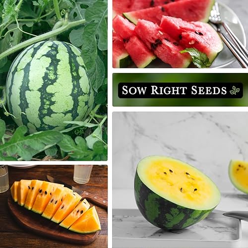 Miniatura 3 de Sow Right Seeds - Colección de semillas de sandía tricolor para plantar - Jubileo rojo, amarillo pequeño y naranja tierno sandías - Semillas de