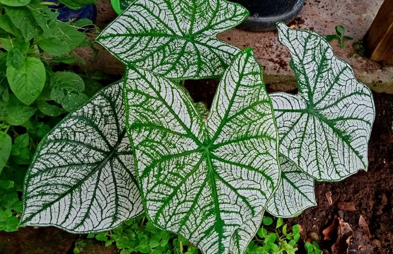 Amazon.com : 6 White Candidum Caladium Bulbs for Planting - Perennial  Hosta, Elephant Ears : Patio, Lawn & Garden