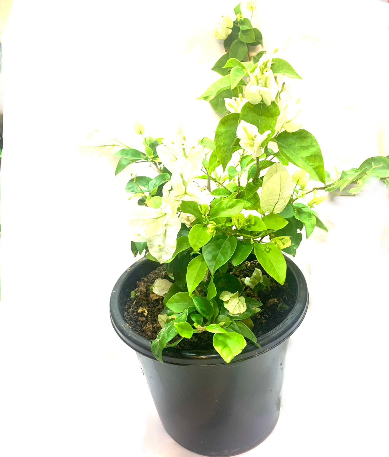 Bougainvillea Green & White Color Plant Live with Black Plastic Pot.