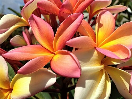 Miniatura 2 de Semillas de Plumeria de Colores Mixtos - Flor Lei Frangipani Mix Rosa Rojo Amarillo Blanco Jocad (10 Semillas)