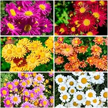 2000+ Pyrethrum Seeds, Non-GMO Mosquito Plant Seeds, Natural Mosquito Repellent for Garden Patio, Ideal for Home Gardeners & Outdoor Enthusiasts, Tanacetum Chrysanthemum Pyrethrum Daisy