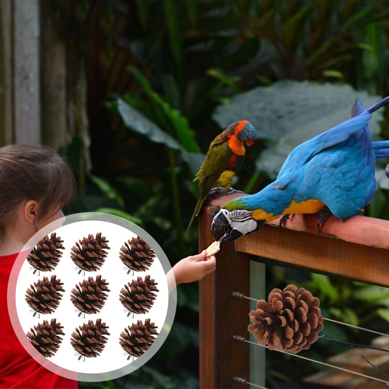 10 Pcs Natural Pine Cones Bird Toys, Parrot Chew Toy for Cage, Wood Foraging Shredding Playthings Conure Cockatiel Parakeet African Grey Macaw Nut Fixed - image 4