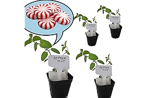 Fragrant Peppermint Plants: Freshness and Fragrance Indoors