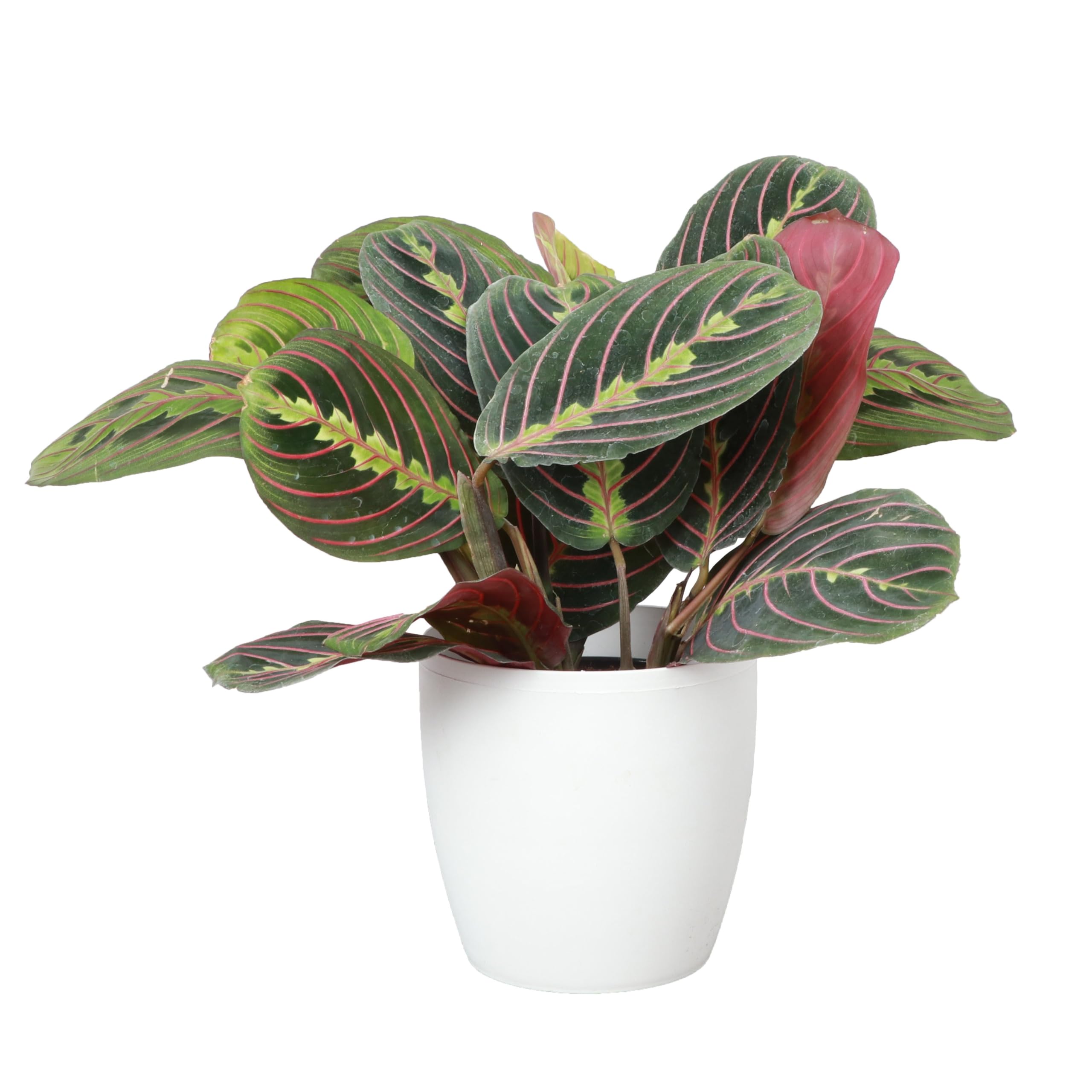 Thorsen's Greenhouse Red Prayer Plant
