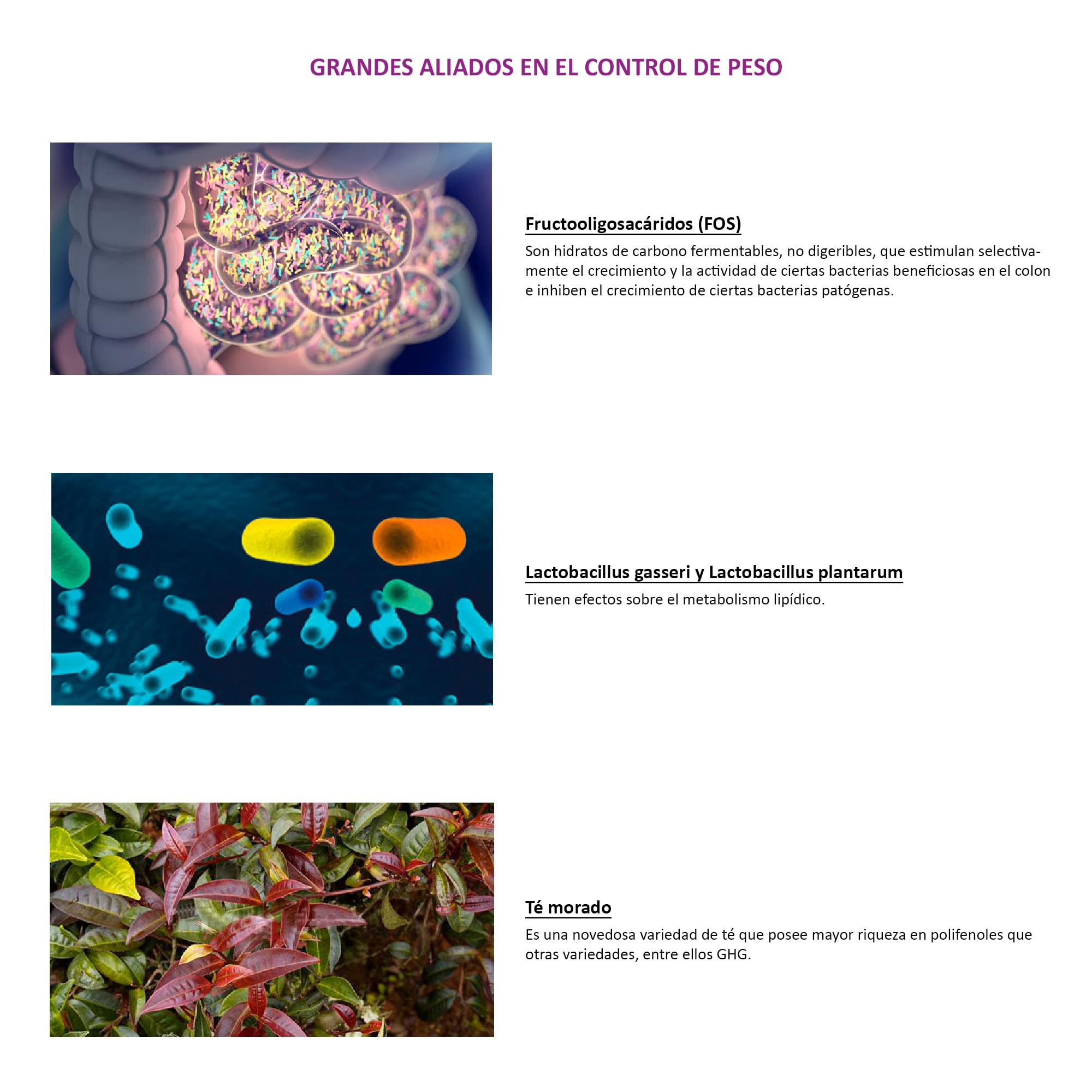 Novadiet - CONTORNIA Cápsulas con L. Gasseri y L. Plantarum - Control de Peso, Equilibrio Digestivo y Flora Intestinal - Microbiota Saludable - Ayuda en Sobrepeso, Obesidad y Adelgazar - 15 Cápsulas