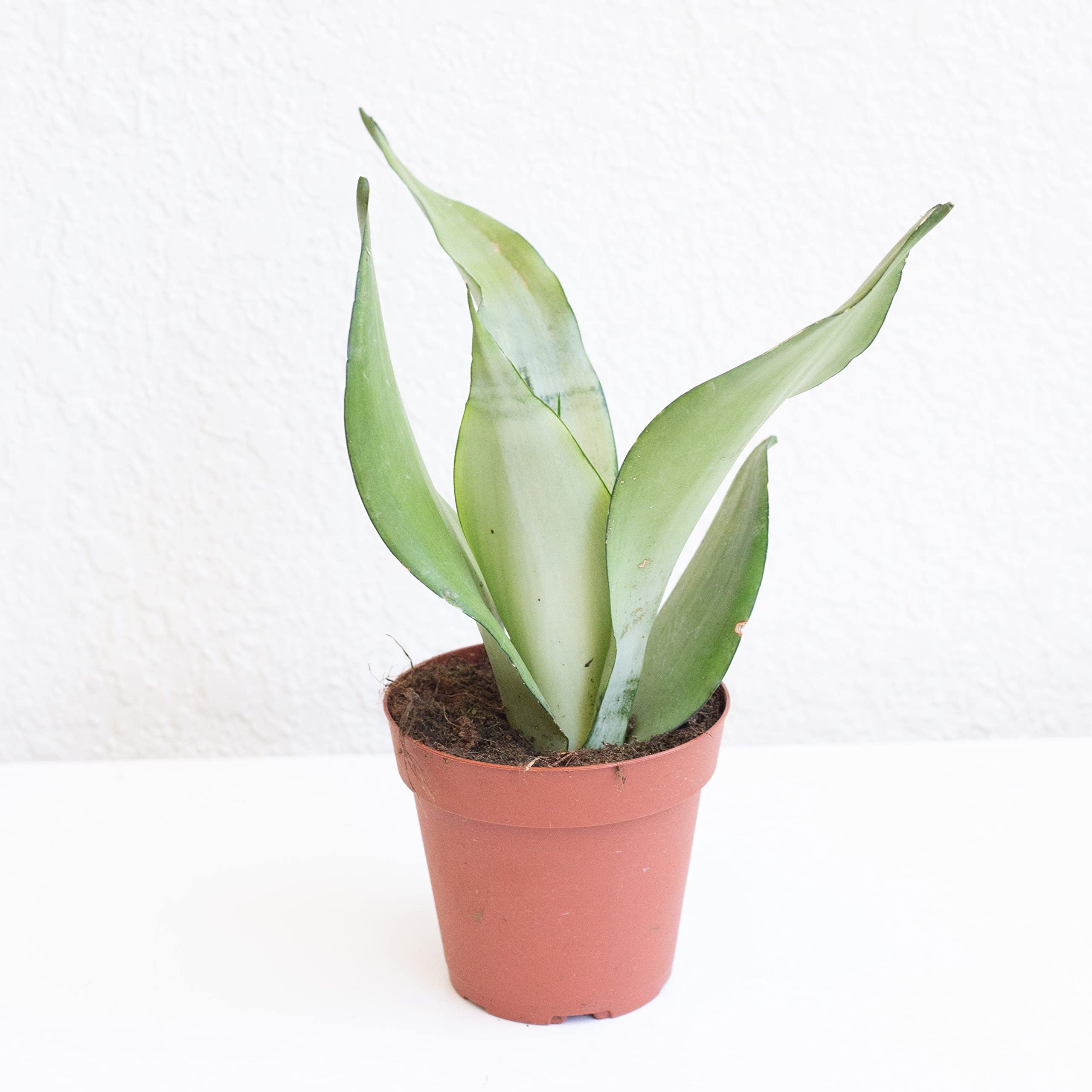 Kyaaro™Snake Plant silver Live Indoor Plant Sansevieria Moonlight Air Purifier Complete Indoor Plant With Pot (1 Single Shoot plant With Pot) (B0BC5W7N3X) Amazon Price History, Amazon Price Tracker