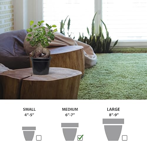 Miniatura 6 de Ficus de ginseng vivo, Ficus Retusa, Ficus de Taiwán, higo de Banyan, planta de interior bonsai, regalo de cumpleaños, regalo de inauguración de la