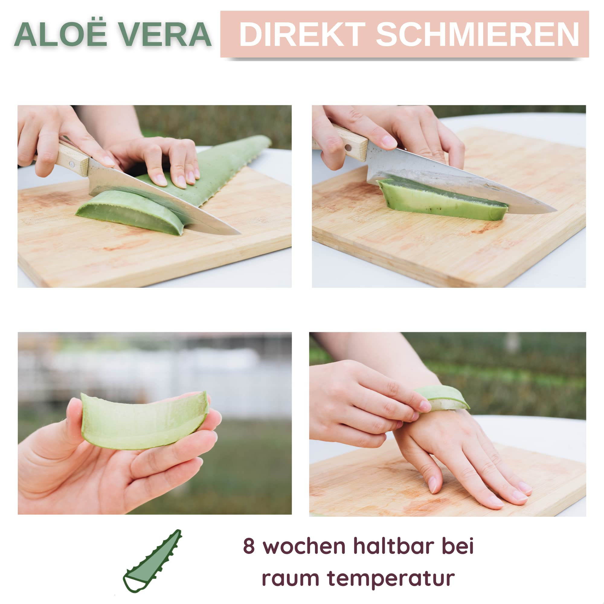 aloe vera pflanze topfgröße Aloe Pflanzen Mischung mit Topf & Aufhängung main image 1
