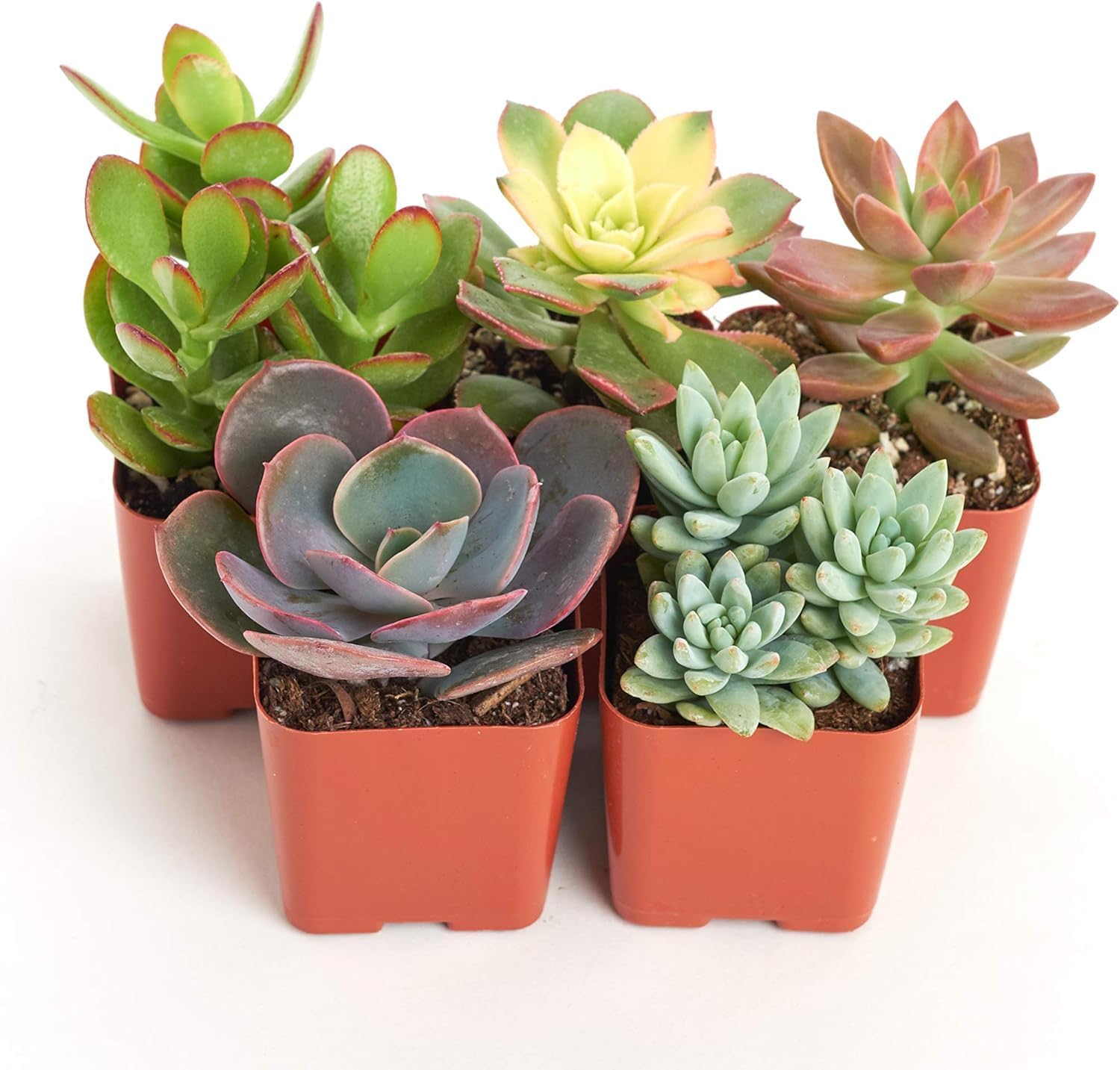 Shop Succulents Assorted Succulent Plant Pack Collection - Live Mini Succulent Plants, Low Maintenance, Mixture of Colors & Textures - Wedding and Party Favors, Gift & Garden, Pack of 40