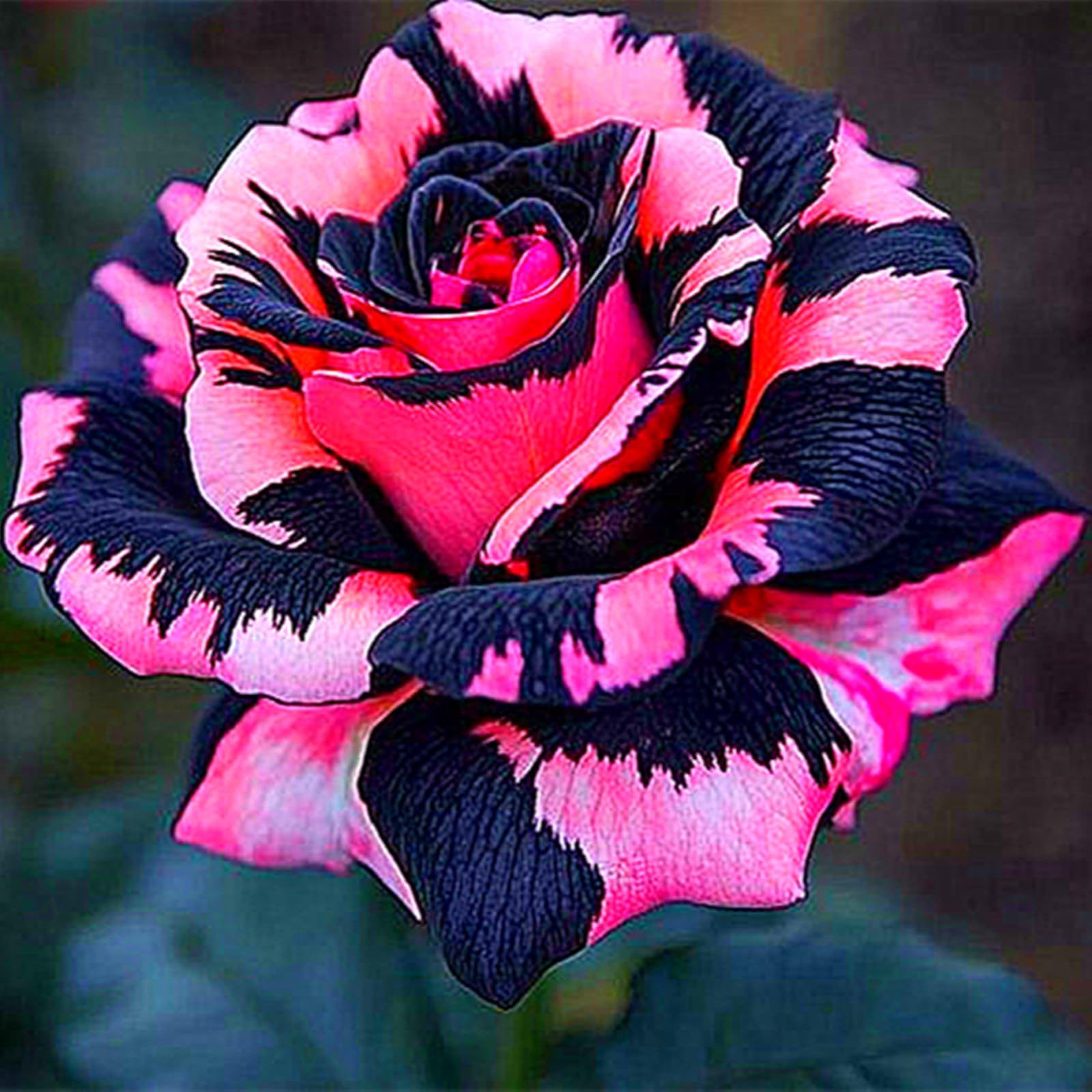 Rose for Planting, Strong Plants That Grow Well Mix, Golden Jade Carving,Rose Bulbs-4bulbs-a