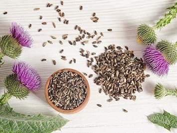 150+ Seeds Blessed Milk Thistle Medicinal - Herb Purple