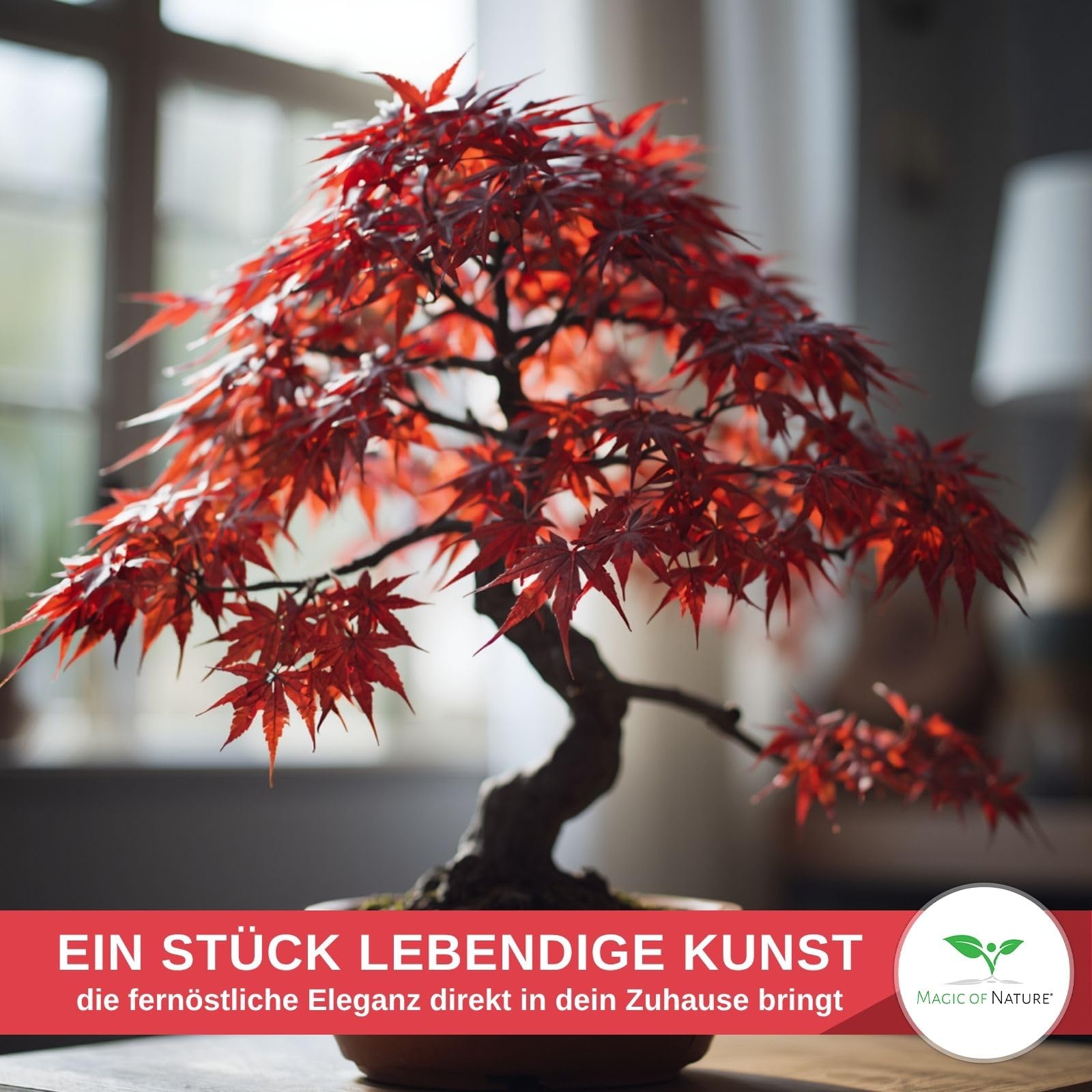 Magic of Nature Japanischer Roter Fcherahorn Samen (20 Stk) - Winterharter Roter  Ahorn - Bonsai Eignung & Garten Zierbaum Saatgut : Amazon.de: Garten