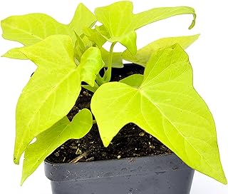 Ipomoea Batatas 'Marguerite', Sweet Potato Vine, Foliage Plant, Attracti...