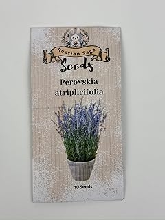Russian Sage Seeds - Pack of 10 Seeds | Seeds Paper for Beautiful Purple Blooms | Perfect for Garden Borders & Pollinator-Friendly | Perennials (Russian Sage Seeds)