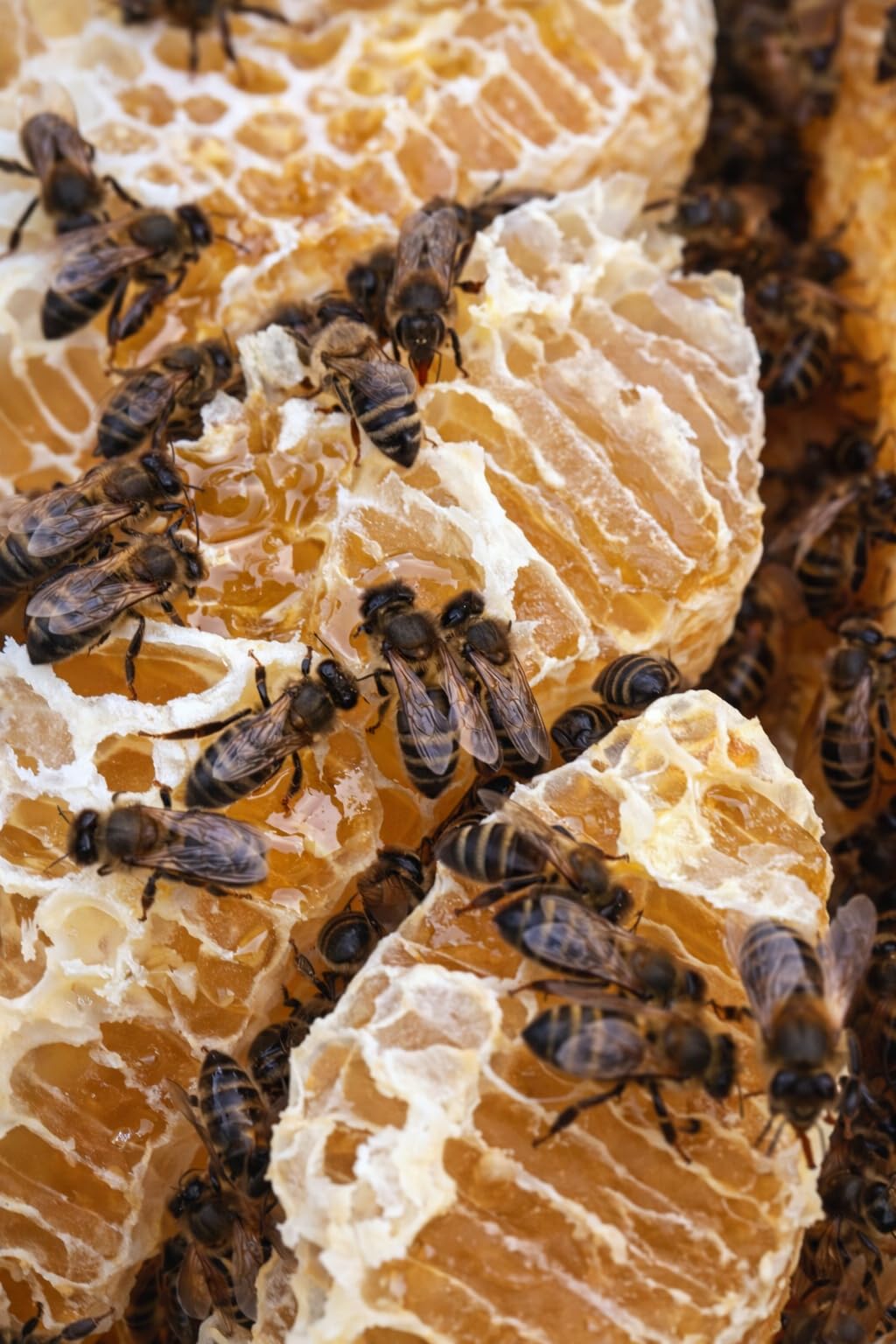 Miel Cruda de Montaña de Galicia IGP 1 kg – 100% Natural Sin Filtrar ni Pasteurizar | Miel Artesanal Directa del Apicultor | Conde Santo - 5