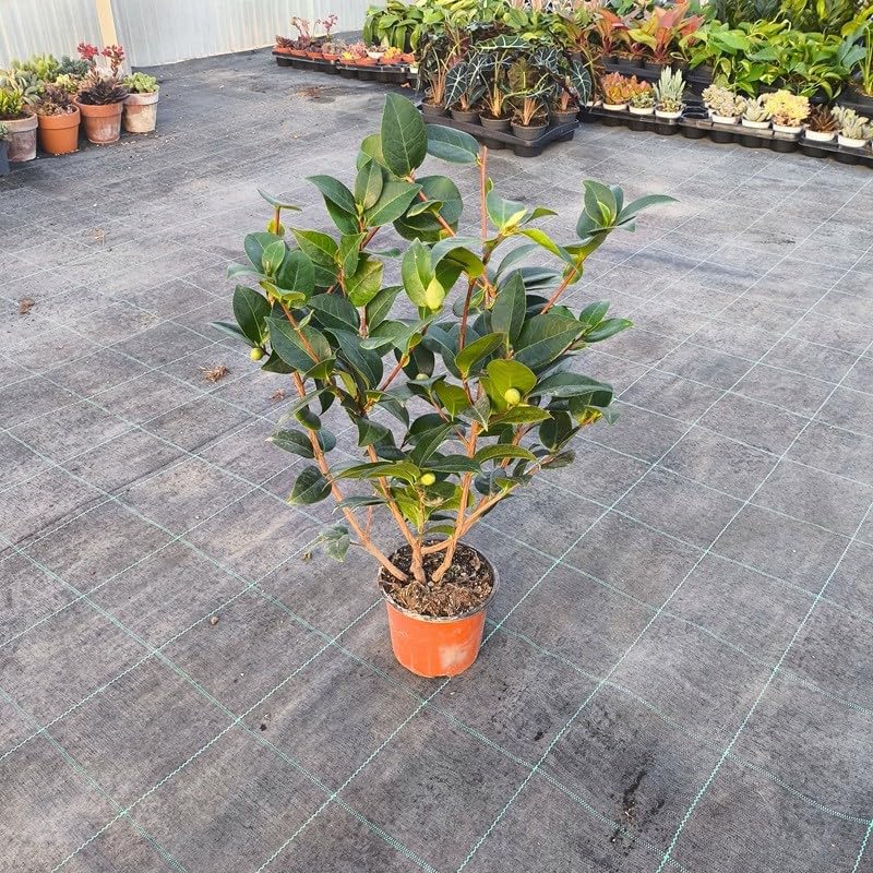 Vaso: 14 Pianta Camelia Japonica