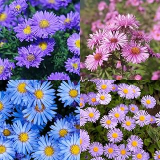 Set 2 Hardy Aster Plants Live, Perennial Aster Flowers for Planting Outd...