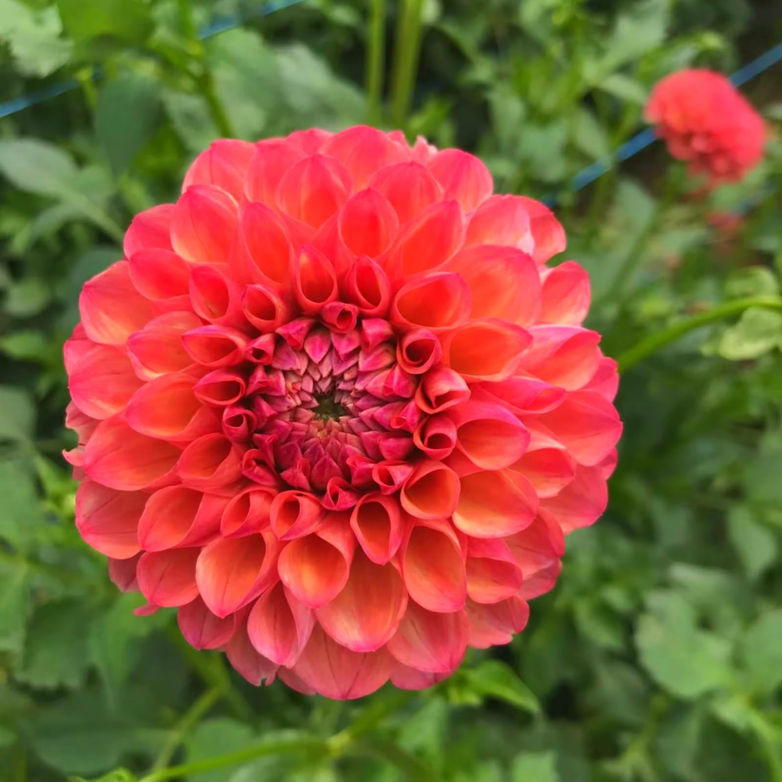 Bombillos de Dalia para Siembra en Primavera | Ideales para Jardín y Decoración de Interiores-10bulbo-c