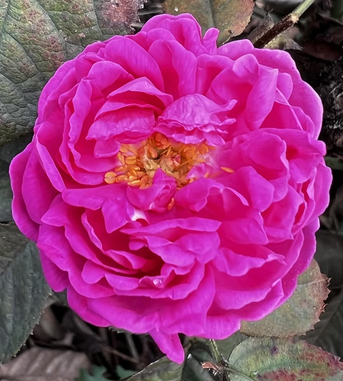 'Rosa de Rescht' Old Fashioned Rose - Magenta Double Blooms - Strong Fragrance - 4L Potted