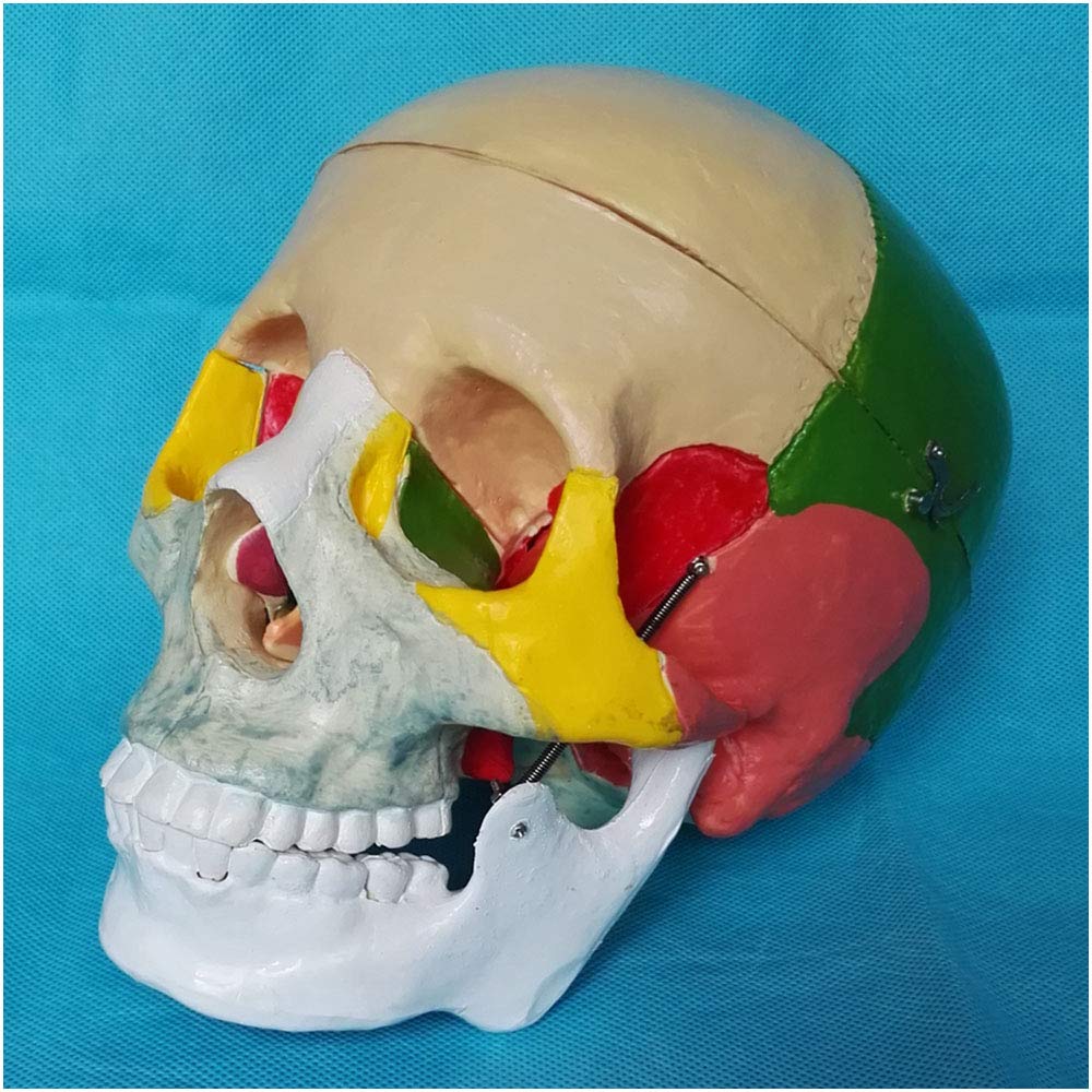 Modele medyczne czaszki w kolorze człowieka,naturalny rozmiar kolorowy ludzki Modele medyczne czaszki,medyczny anatomiczny ludzki Modele medyczne czaszki,materiał PCW,do nauki prezentacji nauczania