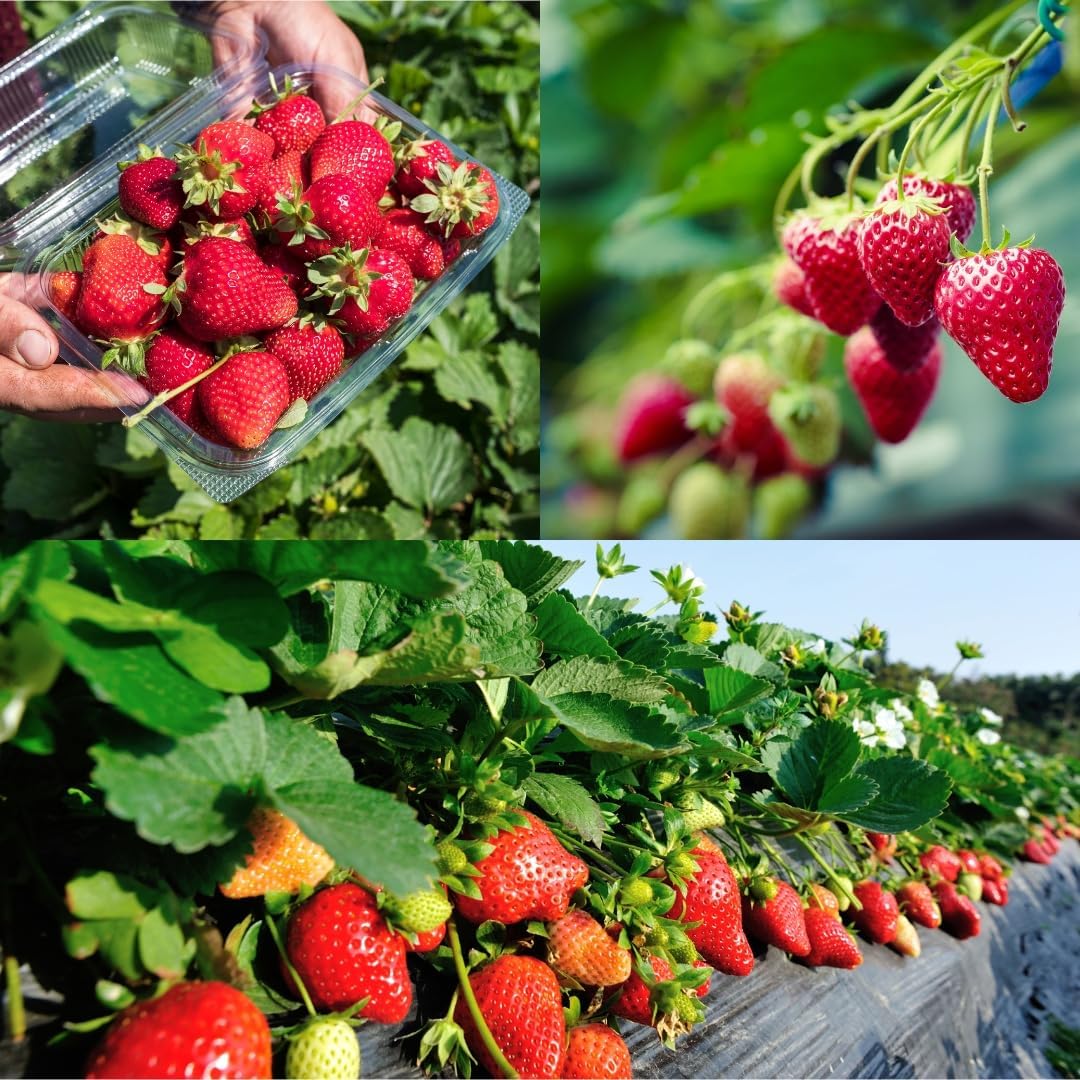 Sweet Red Giant Strawberry Big Size Thai Variety Healthy Live Hybrid Plant | Big Size (Pack Of 1)