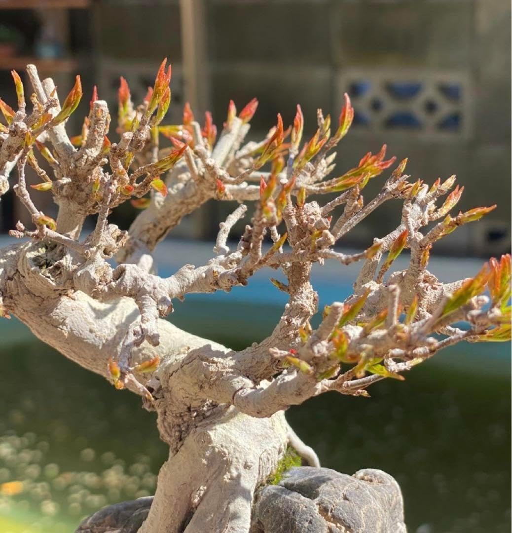 ウメモドキ 盆栽 ウメモドキlex serrata #japan #bonsai #syohinbonsai #盆栽
