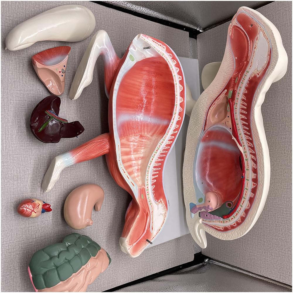 Kaninchen-Anatomie-Modell Torso-Körper-Anatomie-Modell für Medizinstudenten 20-Zoll-abnehmbares Tier-Torso-Anatomiemodell