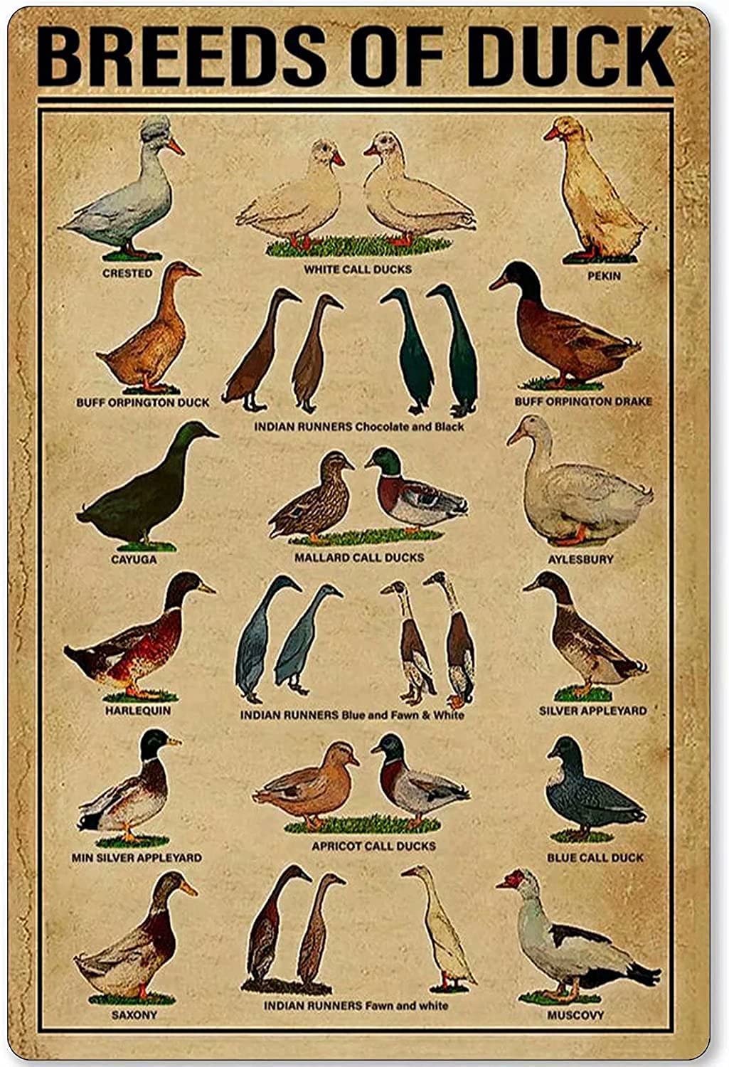 Duck Knowledge Metal Tin Sign Breeds Of Duck Retro Poster School Plaque for Farm Cafe Bar Bedroom Bathroom Kitchen Home Art Wall Decoration 12x16 Inch