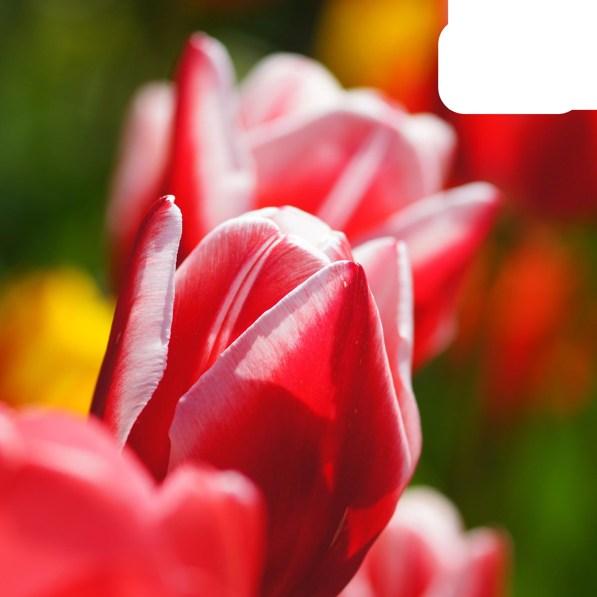Bulbos de tulipán Candy Apple Delight | 20 Piezas - Tulipán rojo y blanco - 30-50cm - Ø10-12cm - Multitrato - bulbo de flor - Planta de jardín