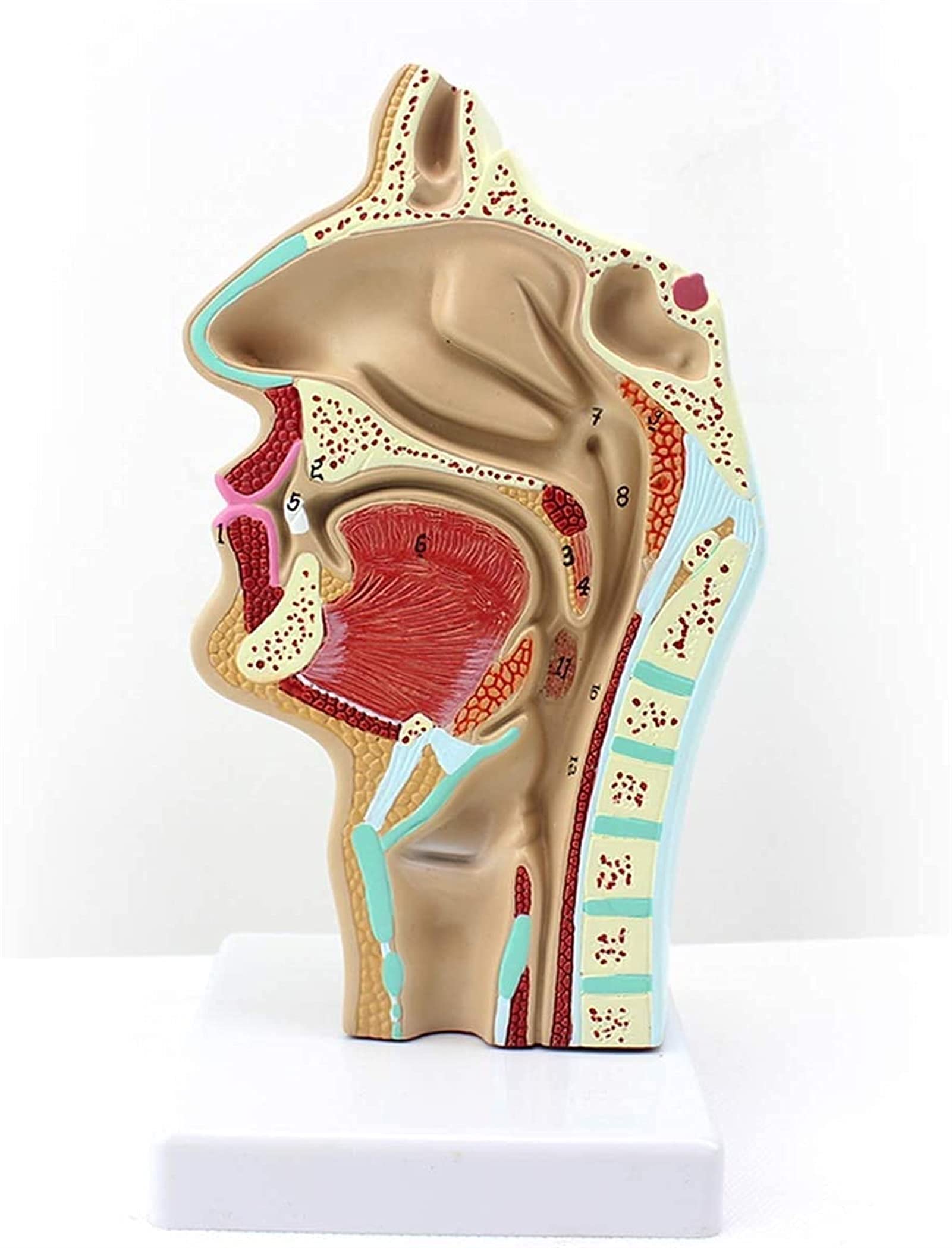Model Jamy Nosowej O Wielkości Ludzkiej Model Anatomiczny Obszaru Jamy Ustnej I Krtani 1:1 Jamy Nosofaryńskiej, Pomocy Medyczne, Modele Medyczne I Materiały Demonstracyjne