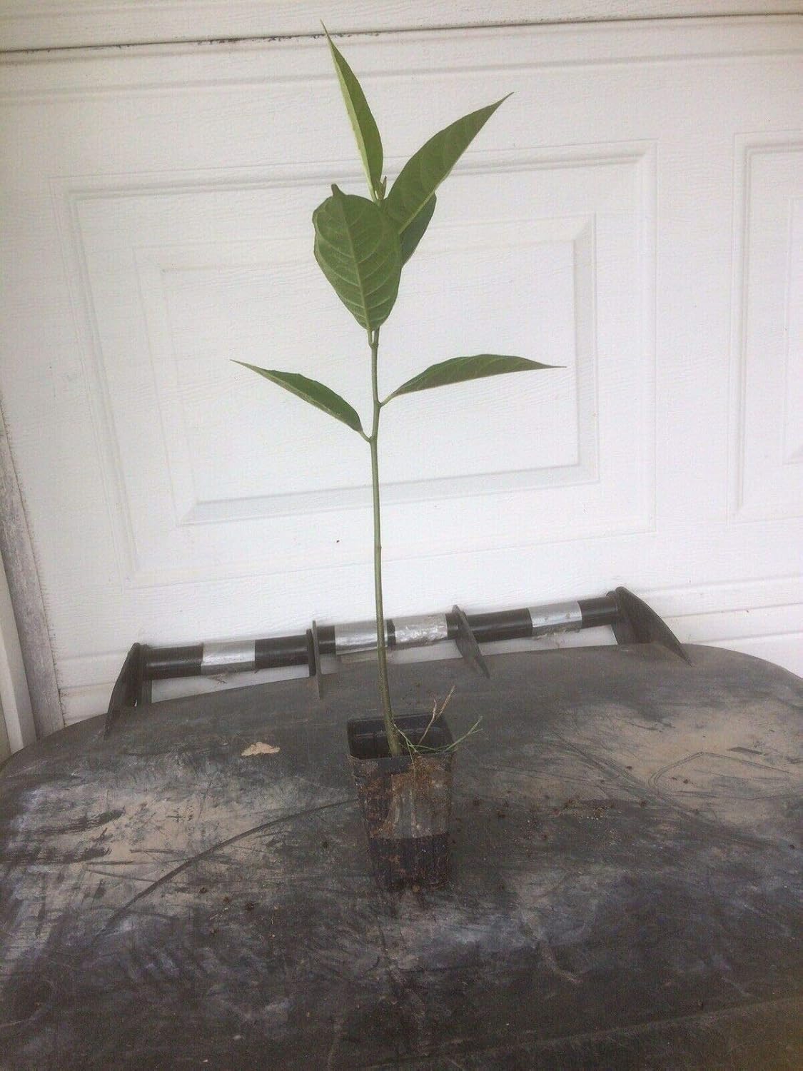 Loquat Tree (Eriobotrya Japonica), Live Tree, Japanese Plump Golden Color Fruit Tree (10-15 Inches)