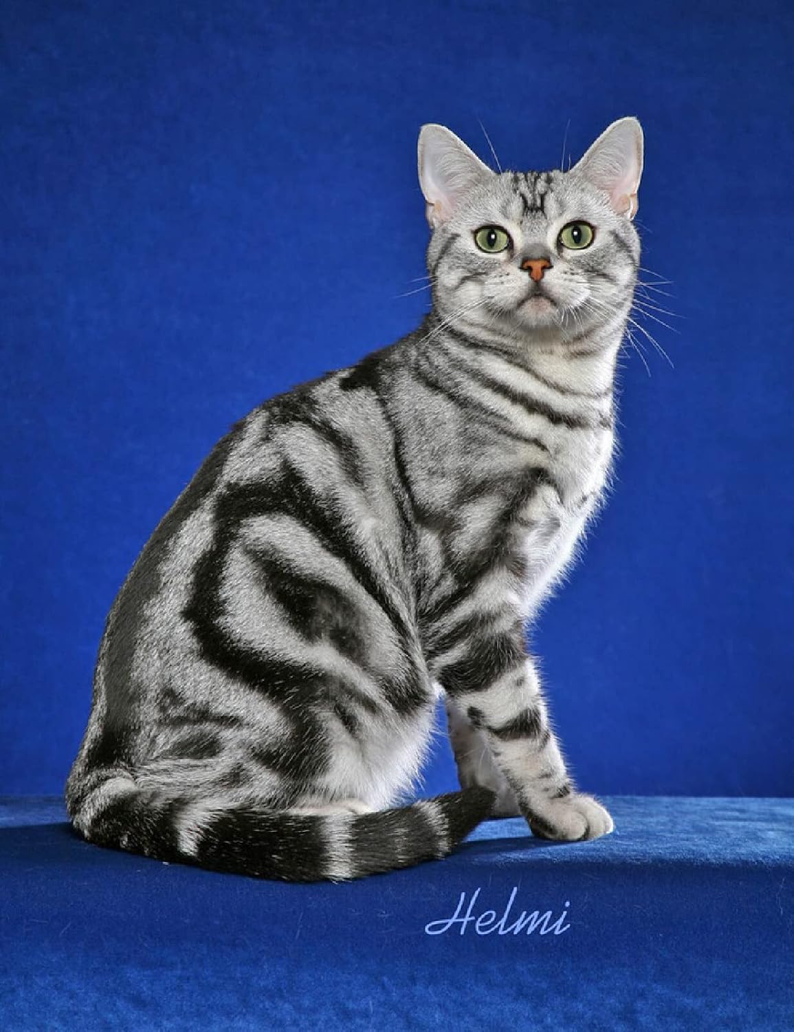 大人のための数字キットによるdiyペイントかわいいアメリカンショートヘア白灰色の猫の動物キャンバスに数字キットでペイントフェスティバルデコレーションギフト 特価キャンペーン