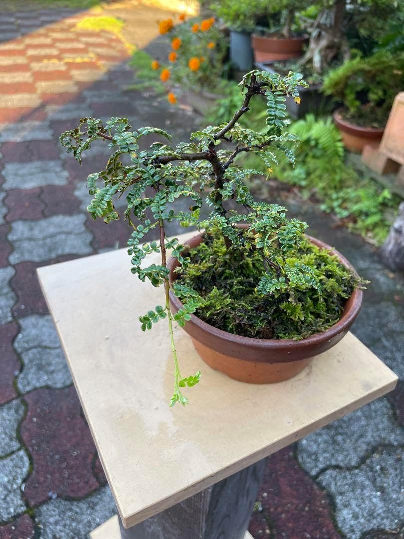 盆栽 磯山椒 テンバイ イソザンショウ A3189☆磯山椒 テンノウメ 花物