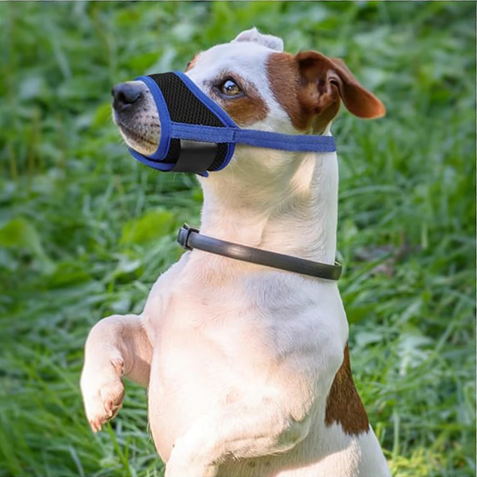 Museruola Per Cani Taglia M - Regolabile, Traspirante, Morbida, Per Cani Piccoli E Medi (Blu) - Foto 5