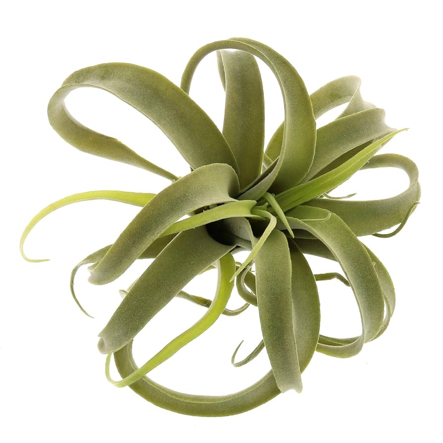 ブロメリア・エアープランツ Tillandsia 'Succulent Form' x Nizanda Air Plants - How to Care for Tillandsia Air Plants – Air