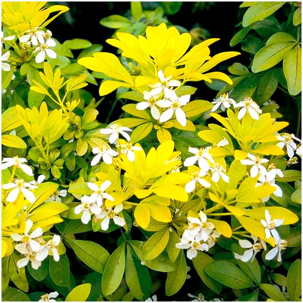 GrowOn Shrubs Choisya Mexican Orange 'Sundance' | Evergreen Shrub | Outdoor Garden Ready Plant | Spring and Summer Flowering | White Flowers