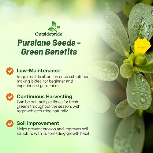 Miniatura 3 de Outsidepride Portulaca Oleracea Sativa Purslane - Planta de jardín de hierbas suculentas con hojas de jugo agridulces 5000 semillas