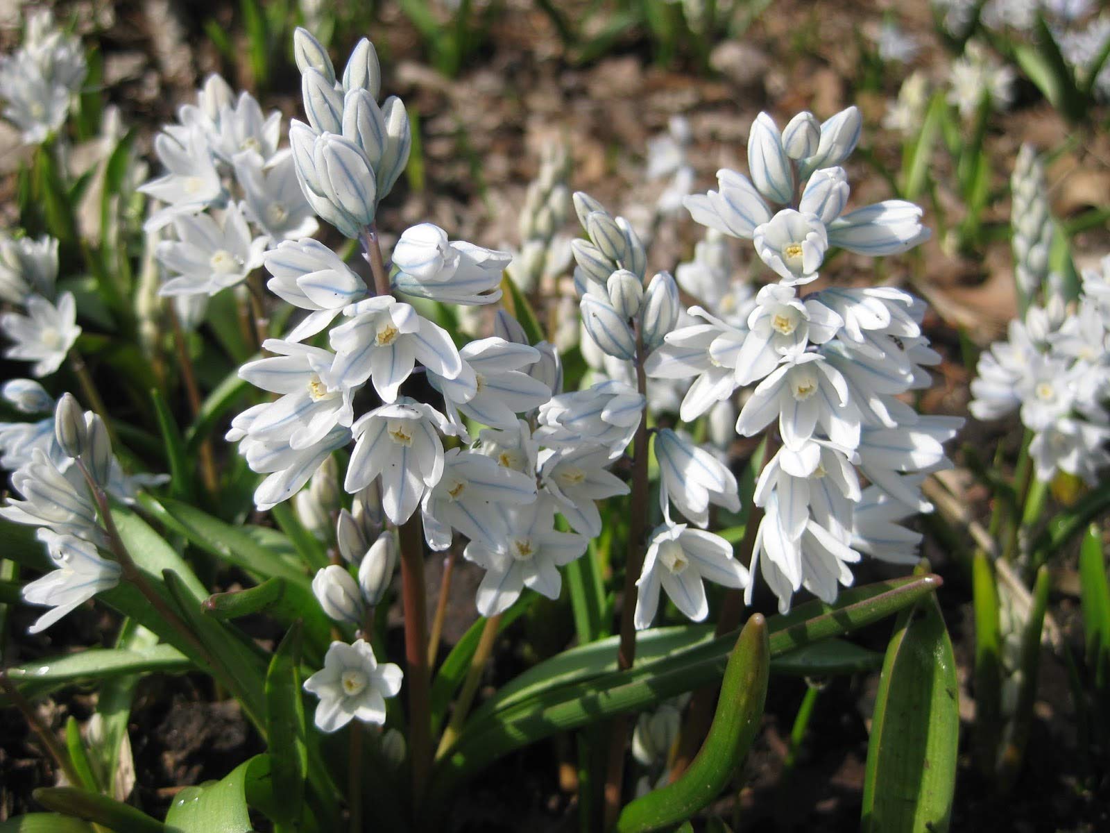 10 PUSCHKINIA LIBANOTICA Bulbs (Russian Snowdrop) for Border Patio Rockery Garden Perennial Plant