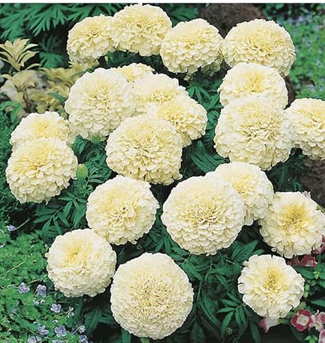 Buy4seeds 20 x Giant TAGETES ERECTA - Marigold Kilimanjaro African Seeds Easy for Grow Garden