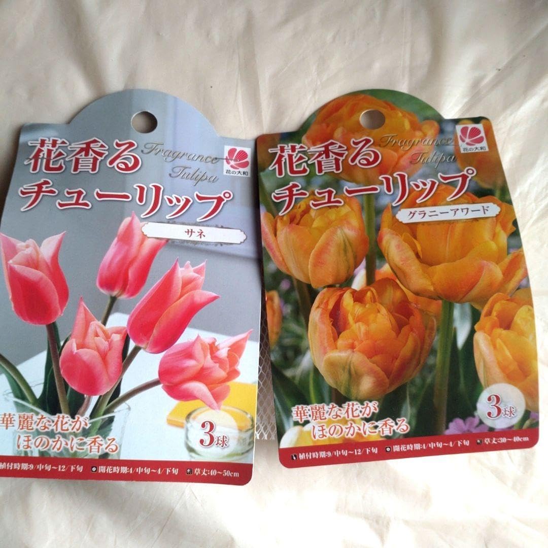 梅 盆栽 6号鉢つき 紅白の花色❗幹太❗ ③ 梅 盆栽 6号鉢つき ②