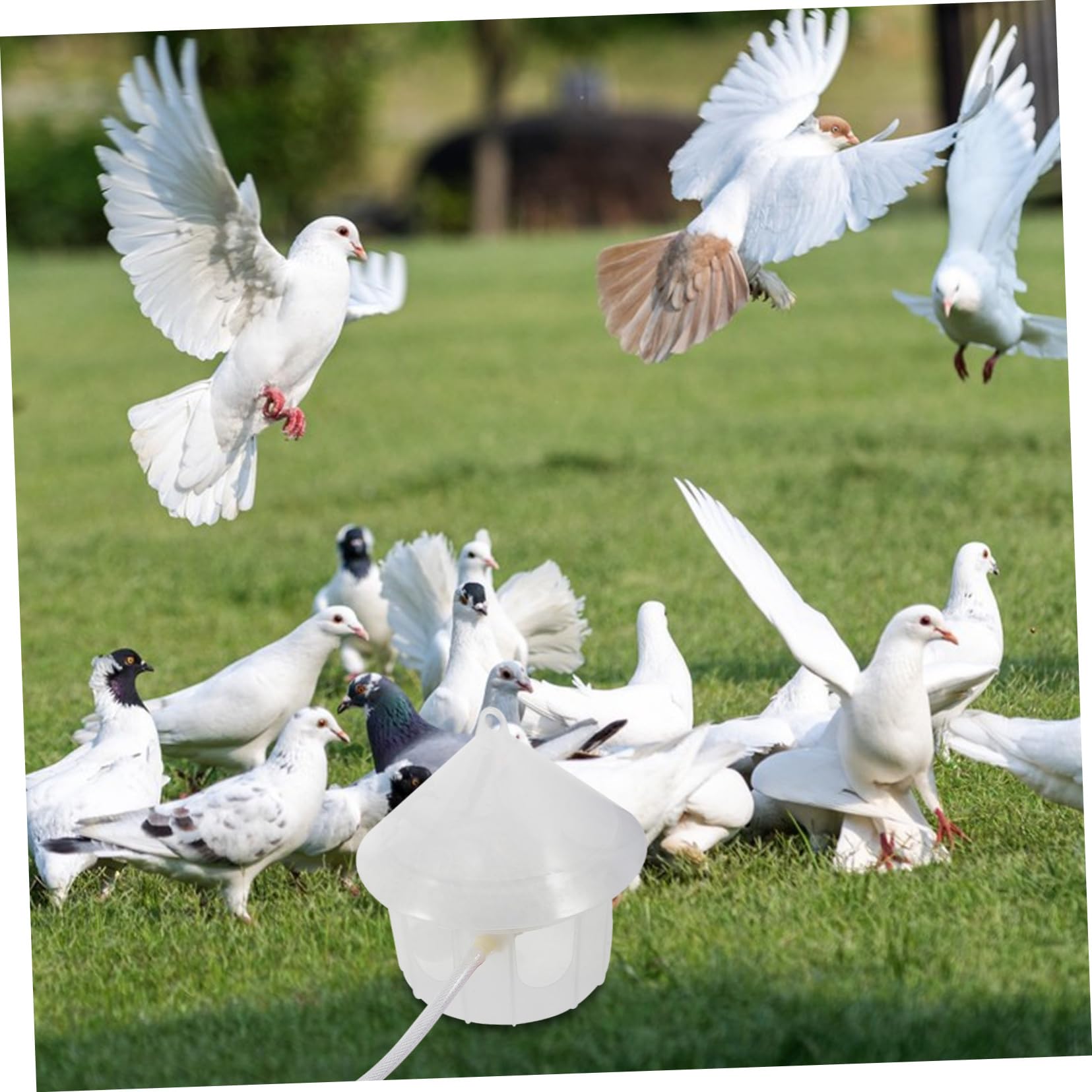 Toyvian Bebedero para Palomas Automático Dispensador De Agua para Jaula De Pájaros Comedero De Plástico Portátil para Palomas Accesorio para Pájaros