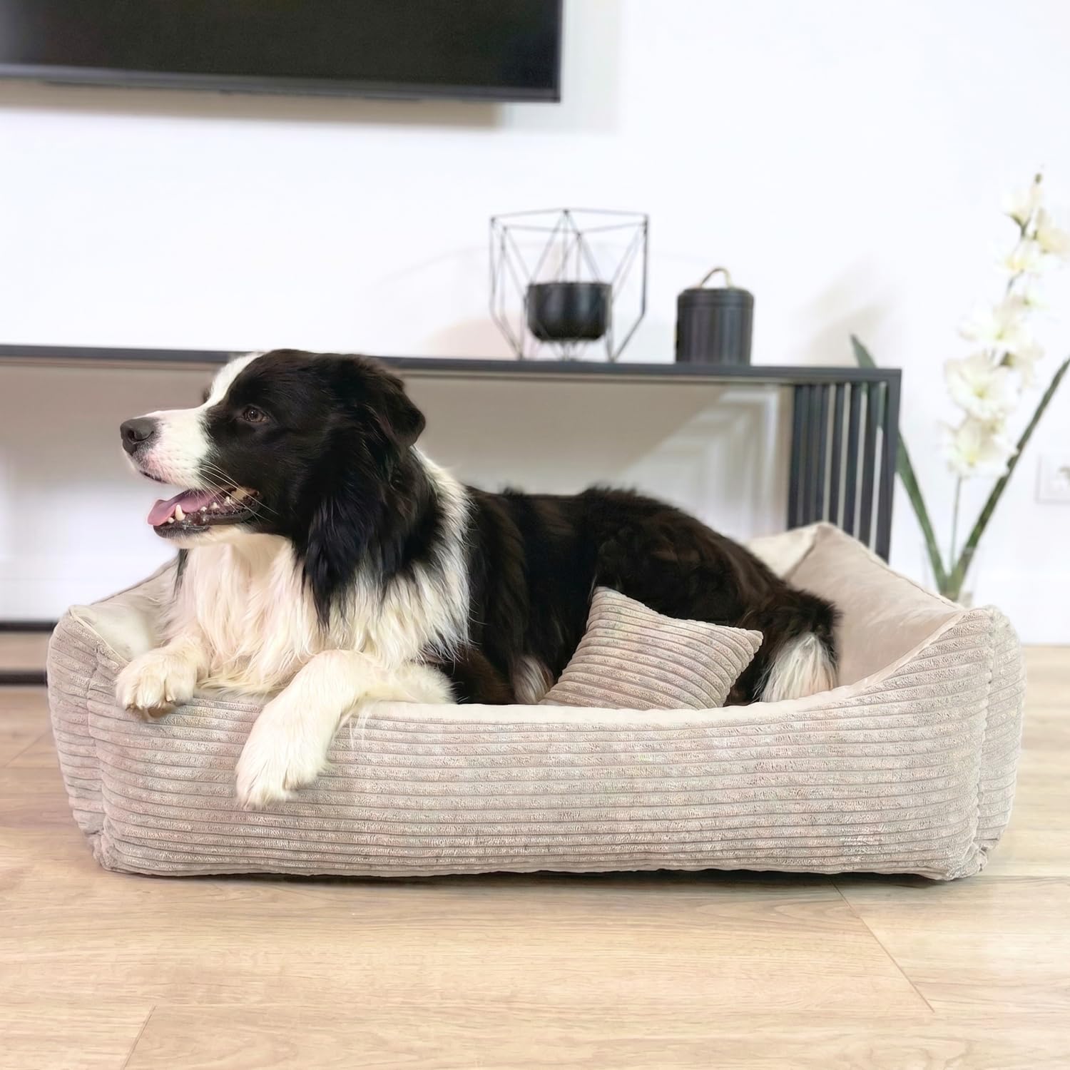 4L Textil Molly Cord Hundebett Hundekorb mittelgroße Hunde Hundekörbchen | Mit Bezug & Reißverschluss, Maschinenwaschbar