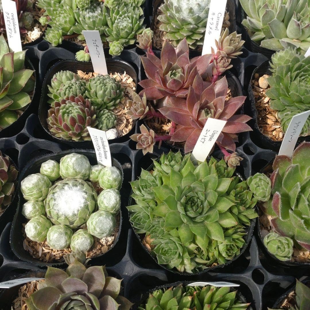 楽天市場】センペルビウム・寄せ植えしやすい「1号苗×3POTセット